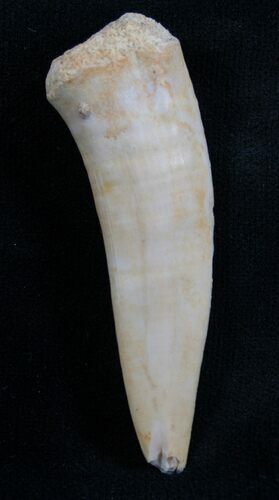 Enchodus Tooth - Extinct Bony Fish #8146